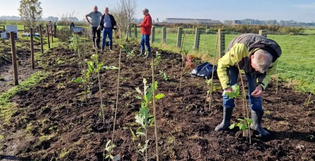 Deelnemers planten stekjes van bomen.